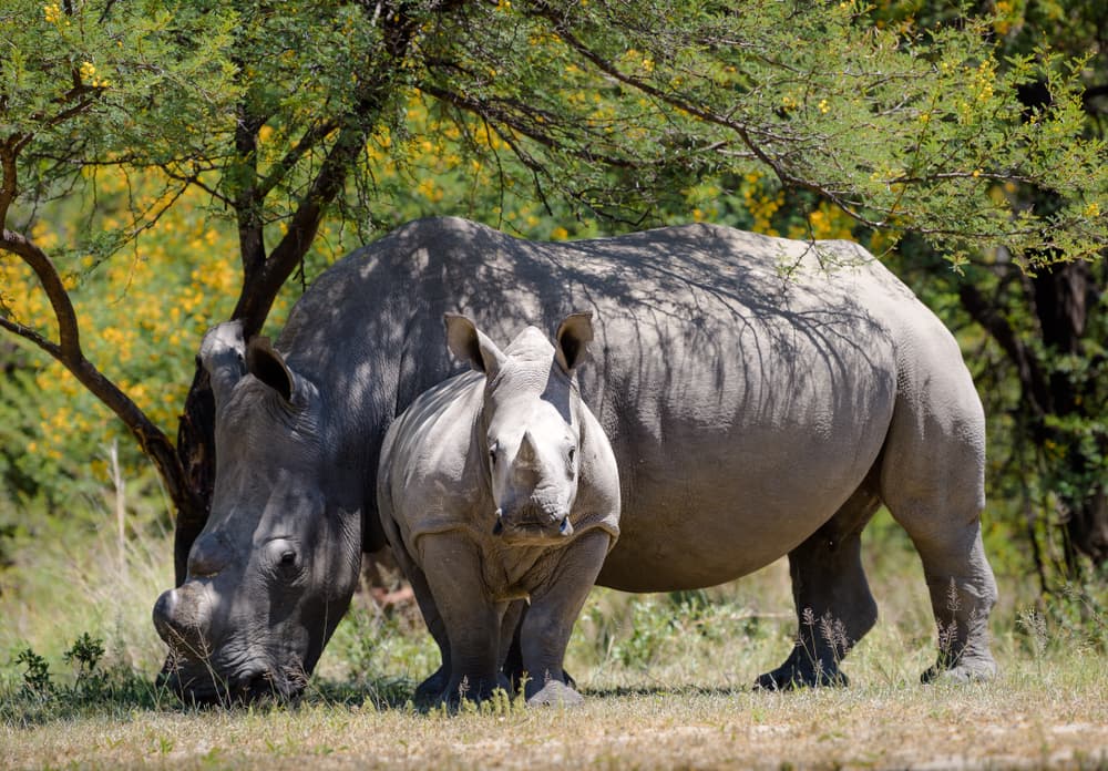 Reserva de Mabula Game Reserve